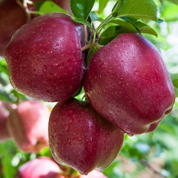 تصویر 1 از خرید و قیمت سیب فرانسوی  + فروش عمده